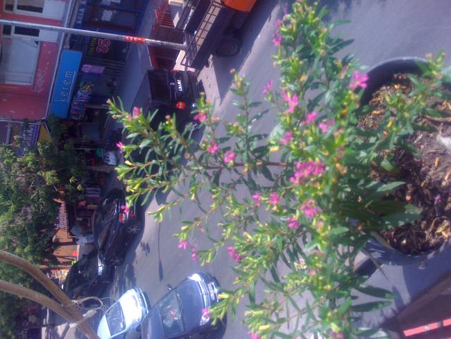 Name:  IMG_0409.jpg
Views: 1358
Size:  60.2 KB