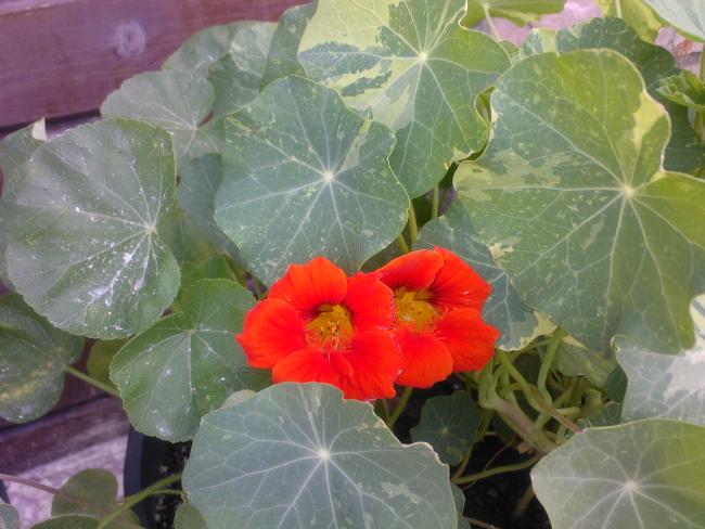 Name:  TEMMUZ 2009-02025.jpg
Views: 3776
Size:  47.7 KB