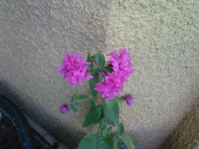 Name:  TEMMUZ 2009-02024.jpg
Views: 3769
Size:  42.3 KB