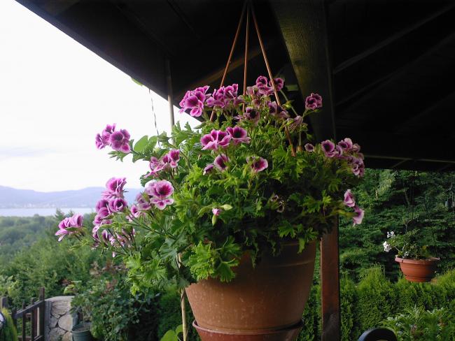 Name:  TEMMUZ 2009-02002.jpg
Views: 8995
Size:  55.1 KB