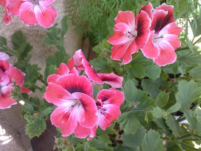 Name:  TEMMUZ 2009-00019.jpg
Views: 15042
Size:  54.6 KB
