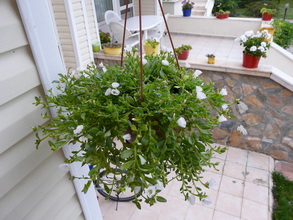 Name:  as.jpg
Views: 2889
Size:  56.6 KB