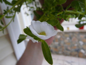 Name:  ab.jpg
Views: 2879
Size:  38.3 KB