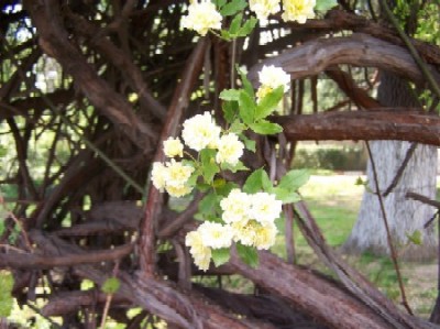 Name:  029.jpg
Views: 2344
Size:  42.9 KB