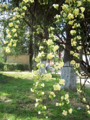 Name:  042.jpg
Views: 2553
Size:  55.4 KB
