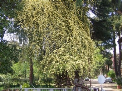 Name:  031.jpg
Views: 2359
Size:  57.8 KB