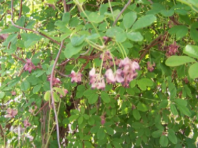 Name:  033.jpg
Views: 2114
Size:  58.2 KB