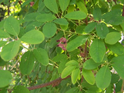 Name:  037.jpg
Views: 2036
Size:  39.3 KB
