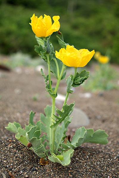 Name:  _IGP7007b.jpg
Views: 1499
Size:  65.3 KB
