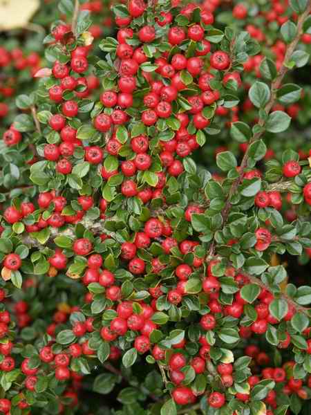 Name:  cotonhort.jpg
Views: 8777
Size:  40.0 KB