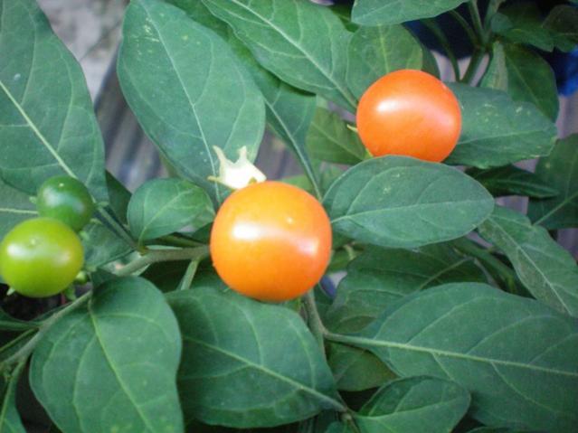 Name:  000_0001.jpg
Views: 1265
Size:  38.3 KB