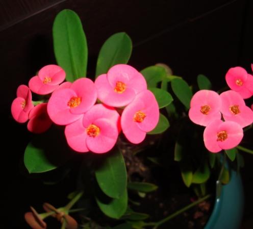 Name:  DSC03019.jpg
Views: 2593
Size:  20.6 KB