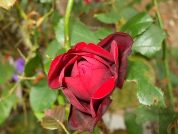 Name:  29 kasm 10 019.jpg
Views: 1663
Size:  45.1 KB