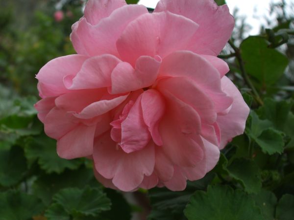 Name:  29 kasm 10 020.jpg
Views: 1674
Size:  38.5 KB