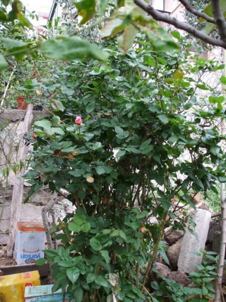 Name:  29 kasm 10 023.jpg
Views: 1602
Size:  73.3 KB