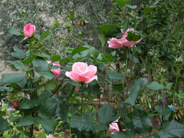 Name:  29 kasm 10 026.jpg
Views: 1614
Size:  56.8 KB