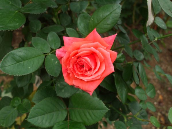 Name:  29 kasm 10 031.jpg
Views: 1646
Size:  46.6 KB