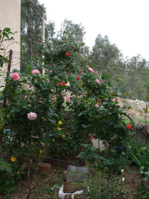 Name:  29 kasm 10 033.jpg
Views: 1632
Size:  70.1 KB