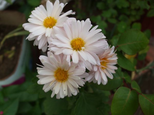 Name:  29 kasm 10 017.jpg
Views: 1667
Size:  41.1 KB