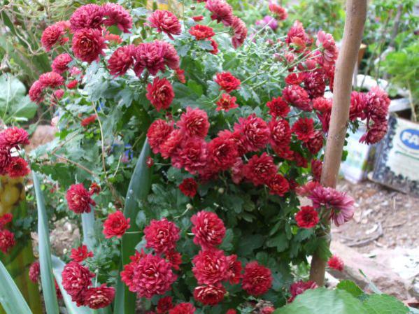 Name:  29 kasm 10 021.jpg
Views: 1588
Size:  66.2 KB