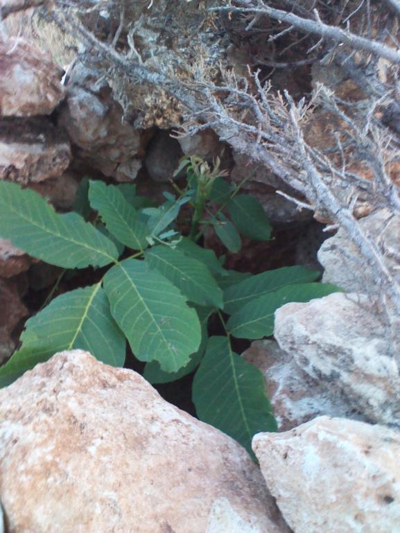 Name:  IMG_20150712_194843.jpg
Views: 5416
Size:  73.8 KB