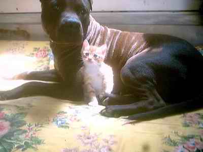 Name:  Pit bull vaheti ve cimcim.jpg
Views: 13346
Size:  9.8 KB