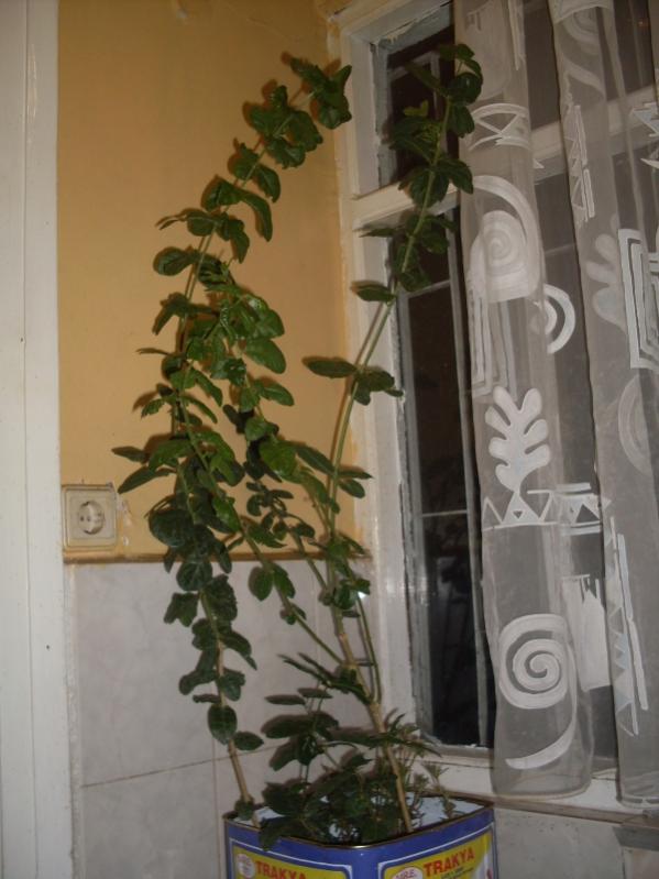 Name:  ful.jpg
Views: 1004
Size:  54.1 KB
