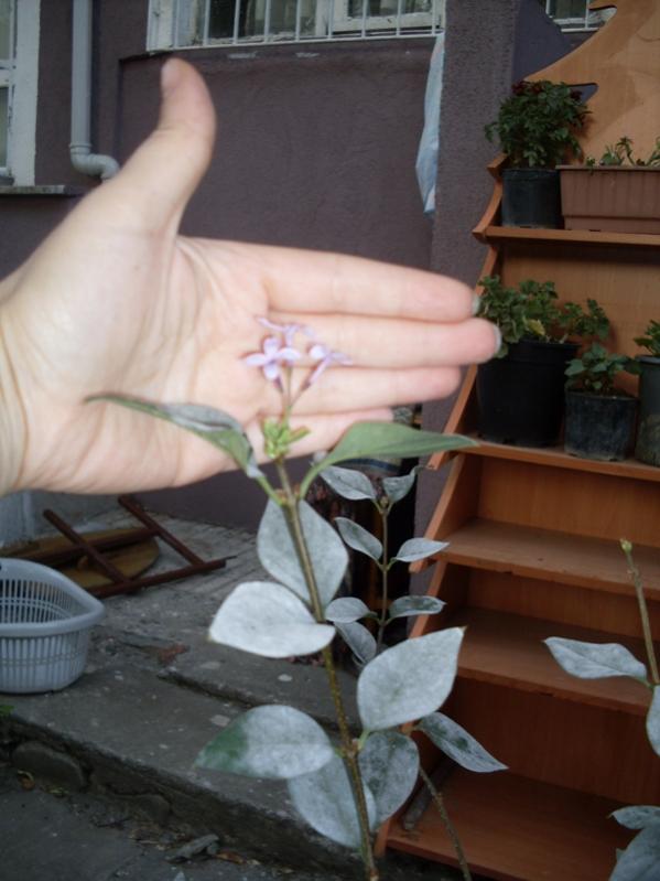 Name:  leylak at.jpg
Views: 3931
Size:  51.6 KB