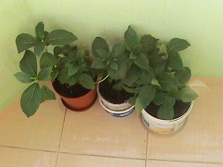 Name:  DSC00135.JPG
Views: 7371
Size:  23.0 KB