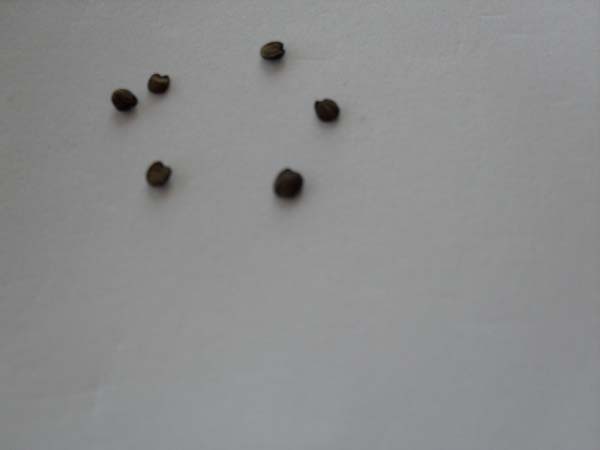Name:  SDC10437.JPG
Views: 2550
Size:  32.2 KB