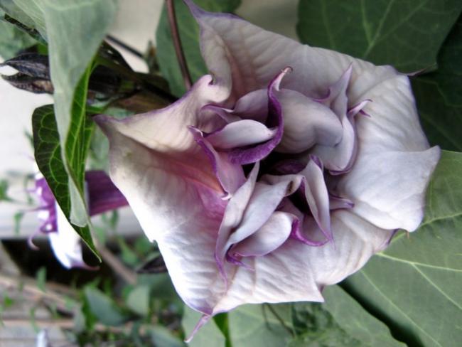 Name:  dd.atura.jpg
Views: 3239
Size:  39.5 KB