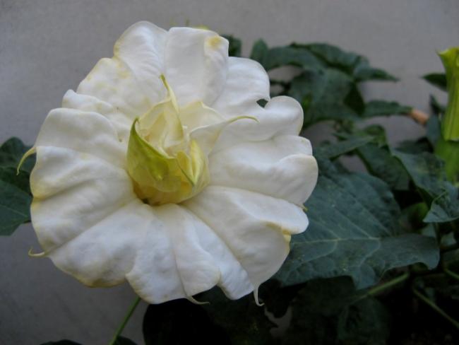 Name:  daturabeyaz.jpg
Views: 3125
Size:  26.3 KB