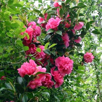Name:  pink-camellia-flower.jpg
Views: 19948
Size:  30.5 KB