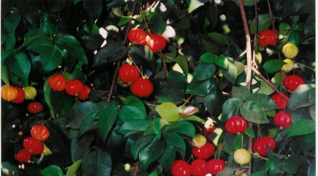 Name:  surinam%20cherry.jpg
Views: 5594
Size:  41.7 KB
