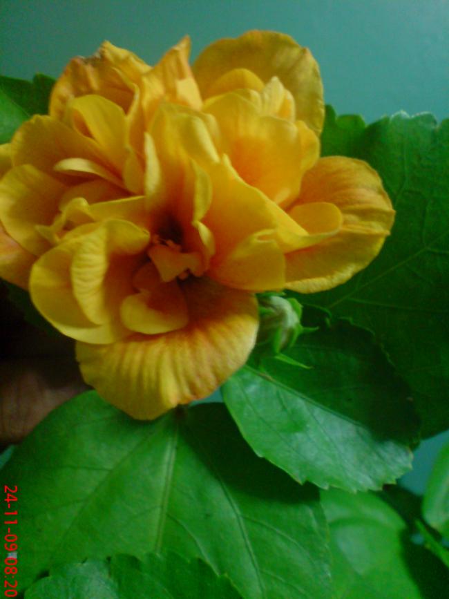 Name:  ouzhan1 012.jpg
Views: 2059
Size:  49.3 KB