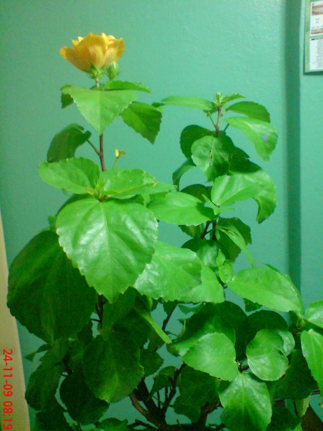 Name:  ouzhan1 010.jpg
Views: 2095
Size:  64.4 KB
