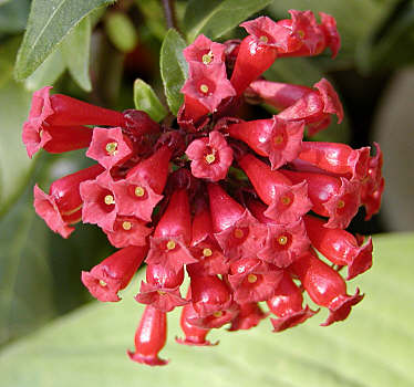 Name:  cestrumred.jpg
Views: 120573
Size:  27.5 KB