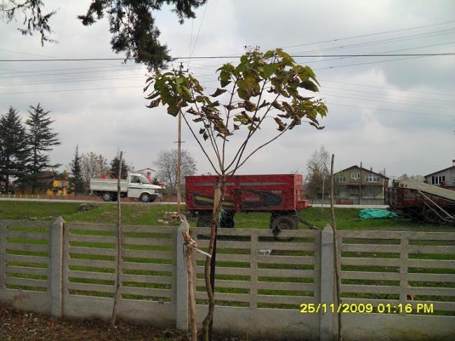 Name:  239.jpg
Views: 3224
Size:  57.6 KB
