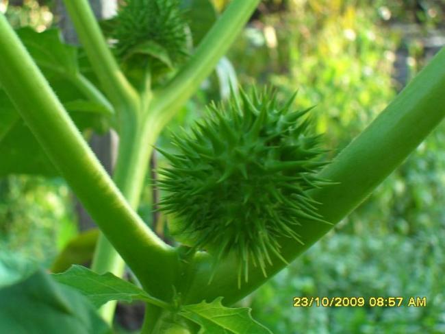 Name:  051.jpg
Views: 3339
Size:  38.5 KB