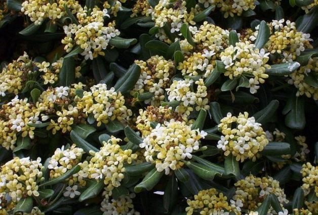 Name:  omar-pitosporum5.jpg
Views: 31867
Size:  70.9 KB