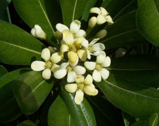Name:  omar-pitosporum1.jpg
Views: 31704
Size:  42.7 KB
