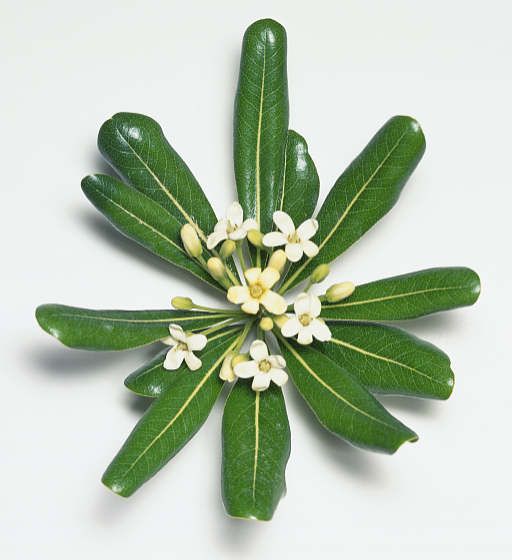 Name:  omar-pitosporum10.jpg
Views: 31369
Size:  30.2 KB