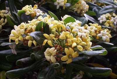 Name:  omar-pitosporum7.jpg
Views: 31405
Size:  37.5 KB