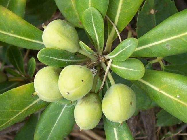 Name:  omar-pitosporum4.jpg
Views: 31686
Size:  40.0 KB