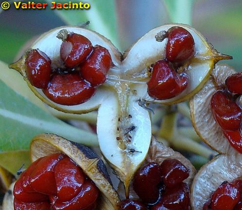 Name:  omar-pitosporum12.jpg
Views: 31336
Size:  44.7 KB