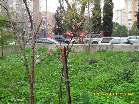 Name:  SDC11413.jpg
Views: 6866
Size:  71.2 KB