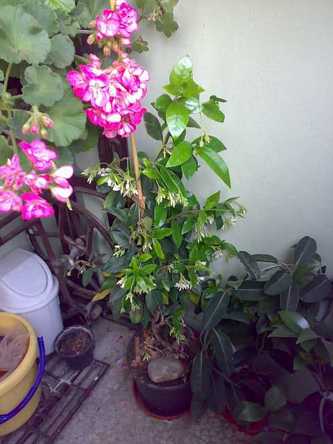 Name:  Hkn1031-kk.jpg
Views: 1448
Size:  36.6 KB