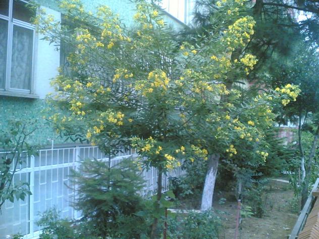 Name:  07092009(002).jpg
Views: 7383
Size:  70.5 KB