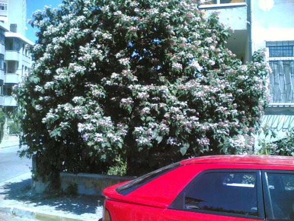 Name:  29082009.jpg
Views: 6567
Size:  72.8 KB