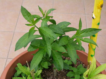 Name:  6_haziran 009.JPG
Views: 13763
Size:  58.6 KB